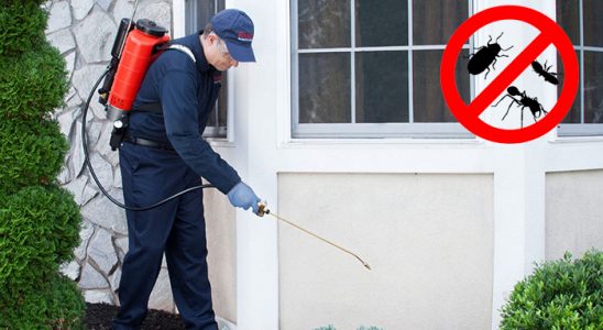 Amasra Uçan Haşere İlaçlama böcek ilaçlama ve haşere kontrolü — ilaclama-tr.com